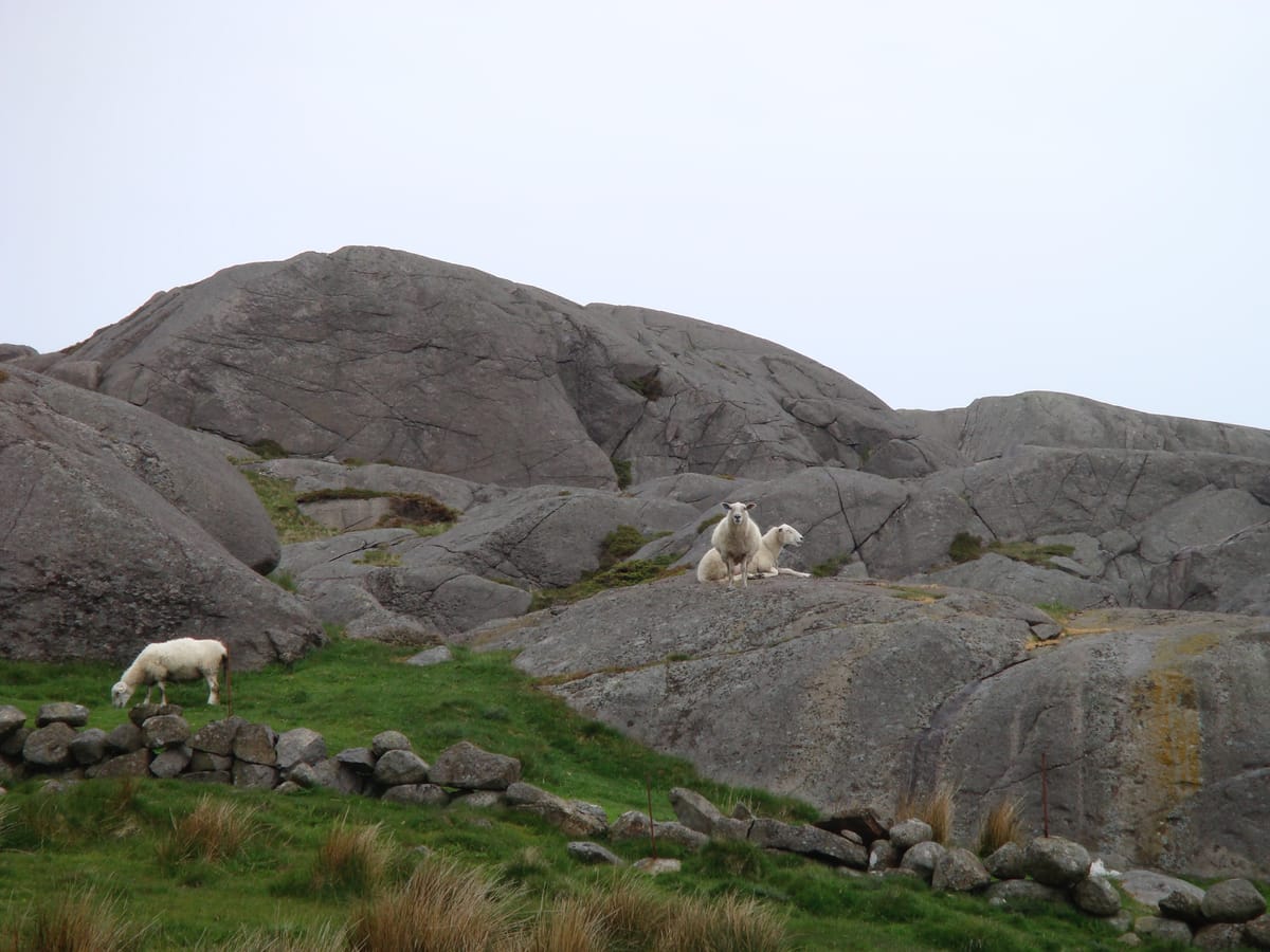 A picture of three sheep in the rocky countryside, all looking in different directions.